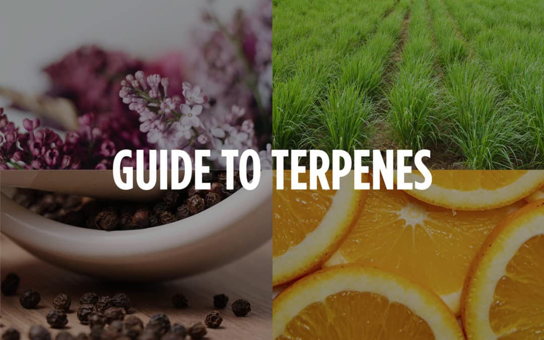 An Intro to Terpenes