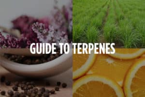 An Intro to Terpenes