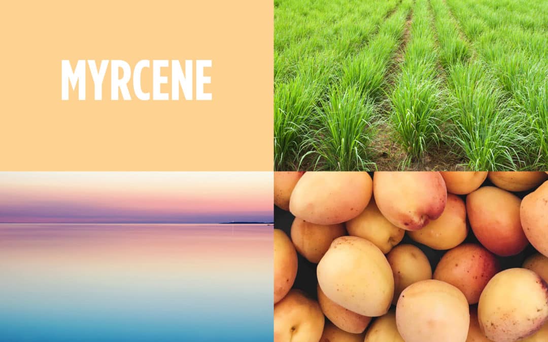 The Farmacy Santa Ana Guide to Terpenes — Myrcene