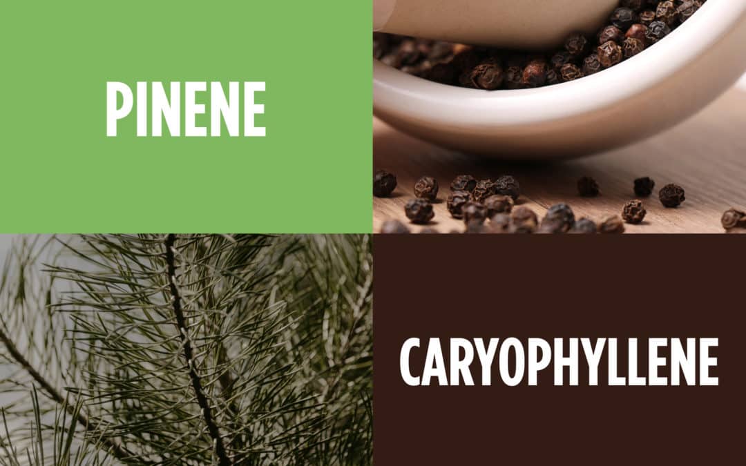 The Farmacy Santa Ana Guide to Terpenes — Pinene & Caryophyllene